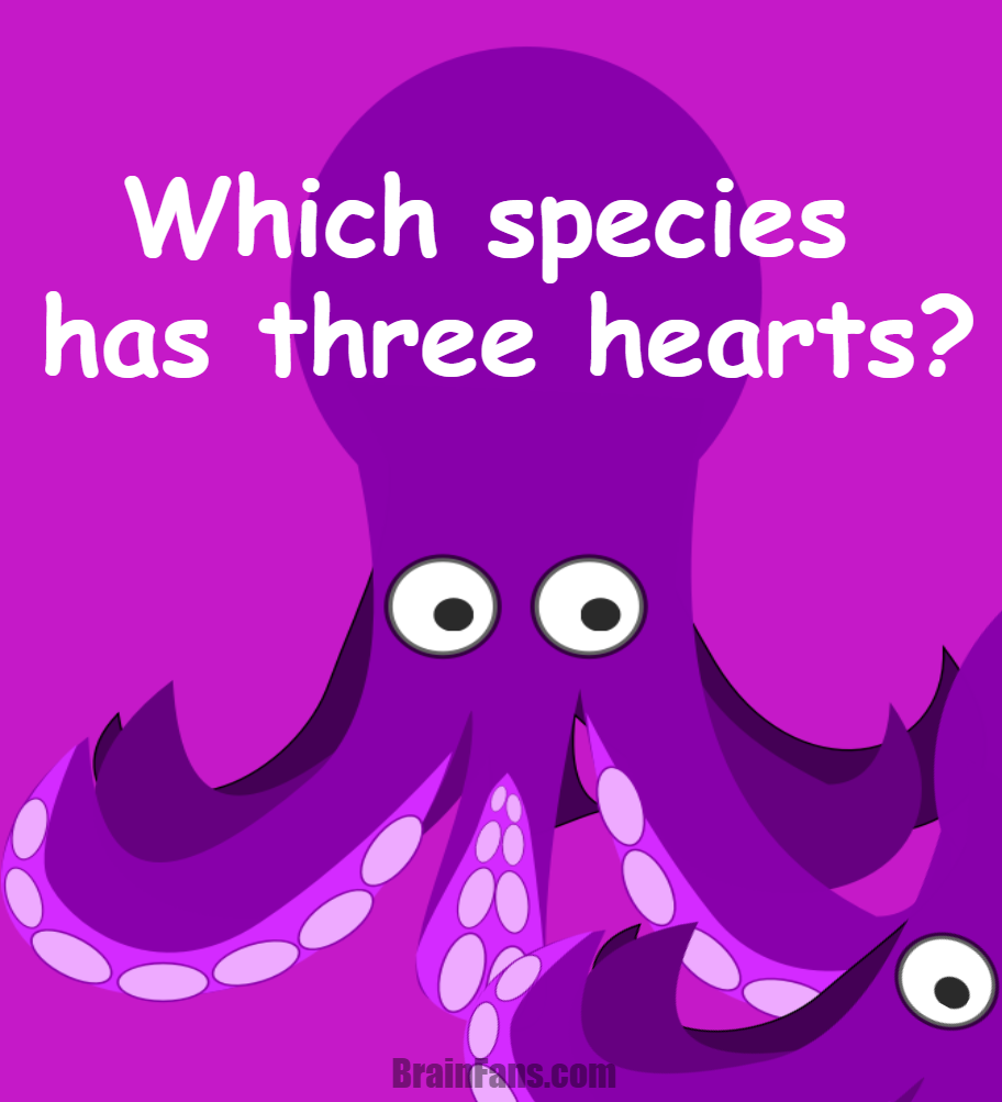 Brain teaser - Trivia Question - Which species has three hearts? - It’s not a superhero — this amazing animal pumps blood through three separate hearts to keep its body running efficiently. Think oceans, tentacles, and incredible intelligence… Can you guess which one it is?